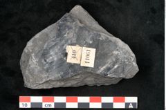 Foto (Detailansicht) von Sigillaria elongata Brongniart (NHMW-GEO-2024-0188-11061)